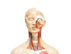 image of Human model anatomy for medical training course, teaching medicine education for anatomy knowledge